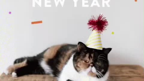 New Year Cat GIF 🐈