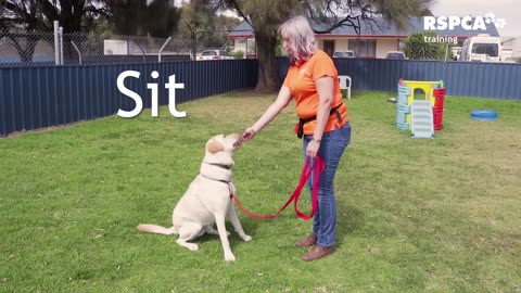 Dog training video