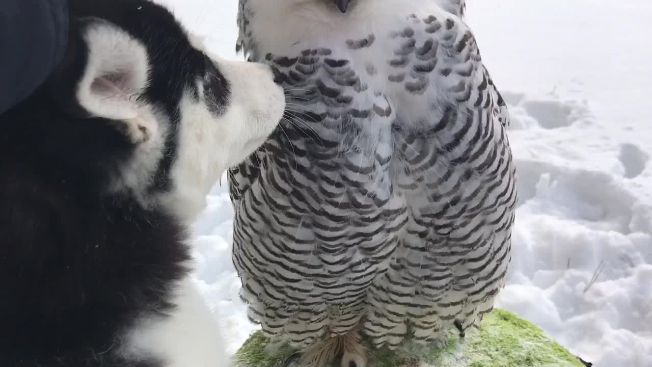 Husky puppy shares incredible friendship with owl