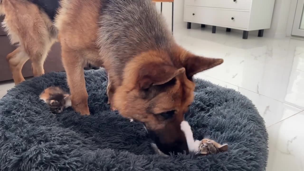 German Shepherd Shocked by Tiny Kittens occupying dog bed