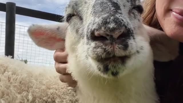 Lessons we've learnt from the animals who are no longer with us...