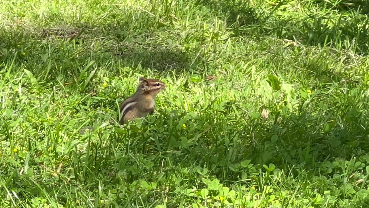 Juvenile Chipmunk?