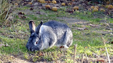 Funny and cute bunny