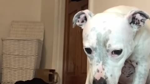 Super FUNNY DOG Videos from tik tok!