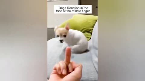 Funny animals - Funny cats dogs
