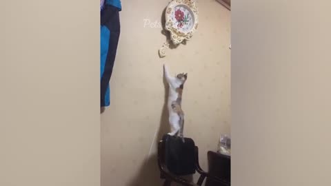 Silly Cats & Dogs
