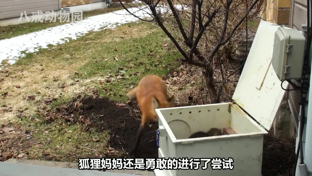 狐狸产仔人类家中，好心夫妻帮忙搭建新窝，却被狐狸妈妈当成陷阱 #奇妙的动物 #动物 #野生动物零距离 #大自然