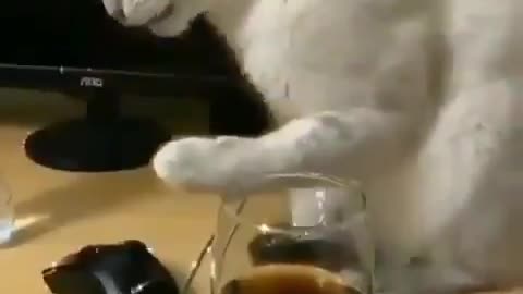 Cat testing wine for the first time, very funny reaction😁😛😂 #Caturday