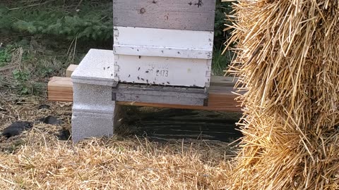 Honeybee flight