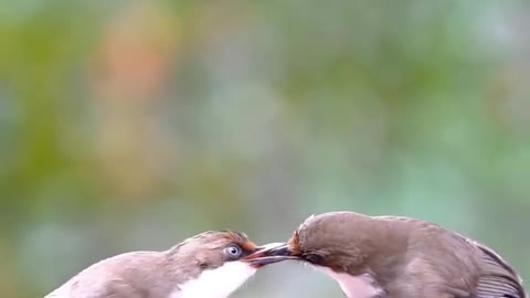 bird