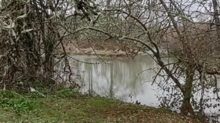 Coast Fork Willamette River