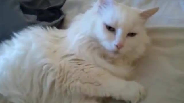 Gato se despierta del modo más adorable