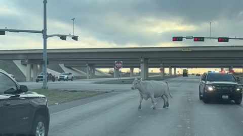 Cow Escapes Police