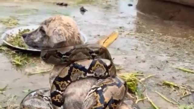 Watch as this unsuspecting pup gets caught in the jaws of a giant snake