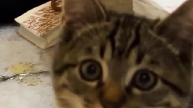 #cat #cute #kittens #fyp