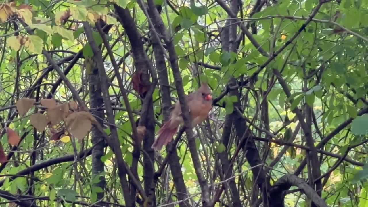 Beautiful female Cardinal in a tree