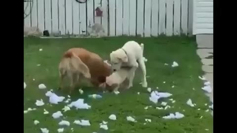 funny animals