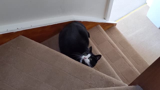 13 fatos surpreendentes sobre gatos