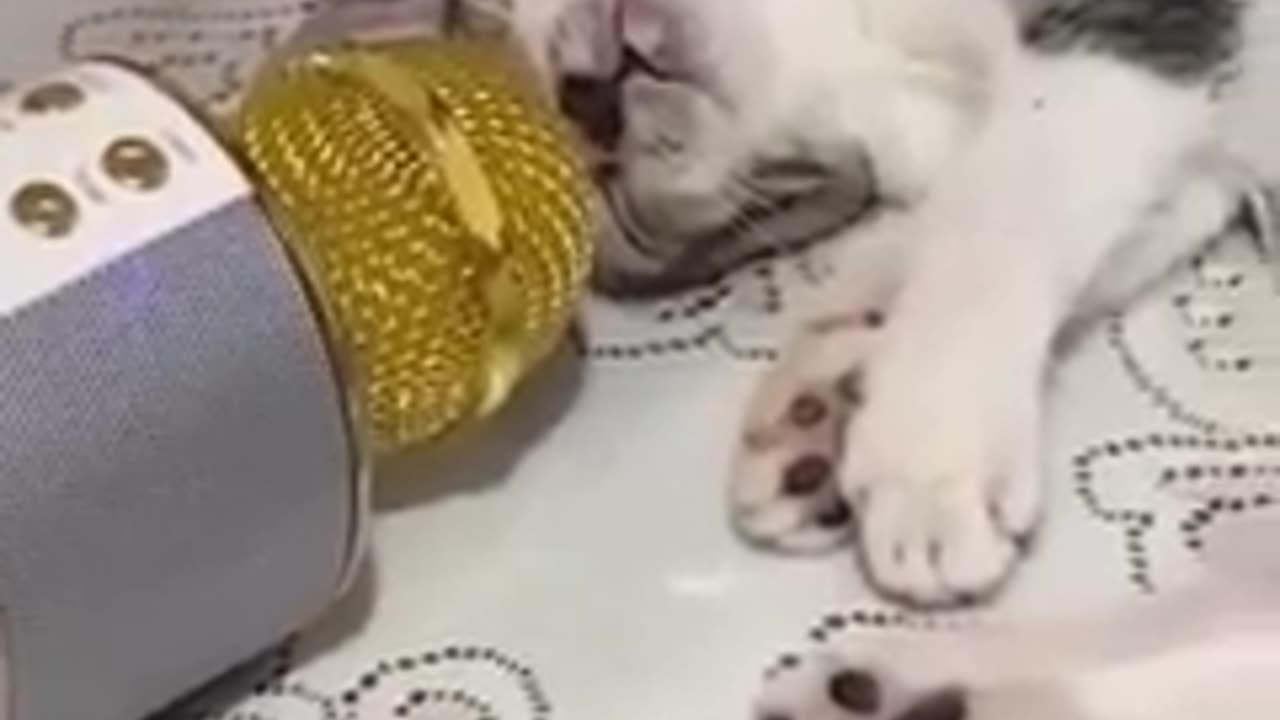 Funniest Cats and Dogs 🐶🐱 Funny Animal Videos 2023.