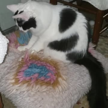 Kneed a little love🐾🐾