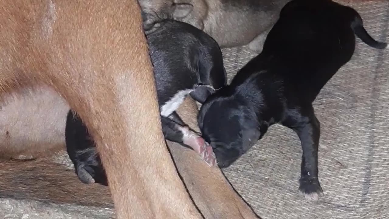 New 🐶 🐕 🥺 🐶