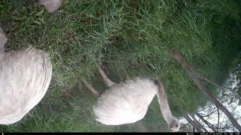 Cow Licks Camera Over The Fence!