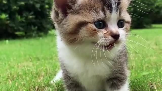 funny cute cats