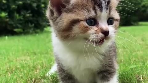 funny cute cats