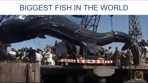 World Largest fish video