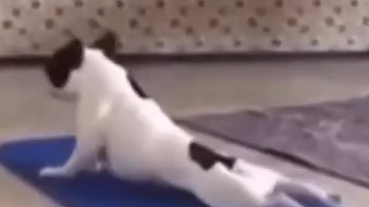 HILARIOUSLY FUNNY DOG DOING STRETCHING | ANIMAL FITNESS LMAO