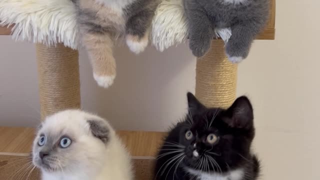 Kittens Watch in Unison