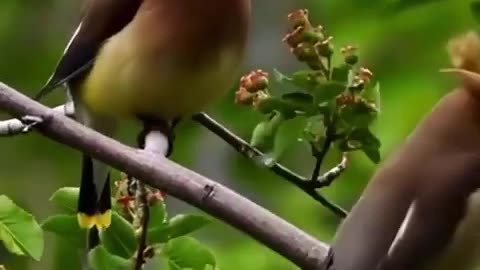 Beautiful Birds In The World