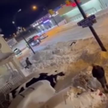 Heavy gunfire heard as looters flee a business in Buffalo, New York