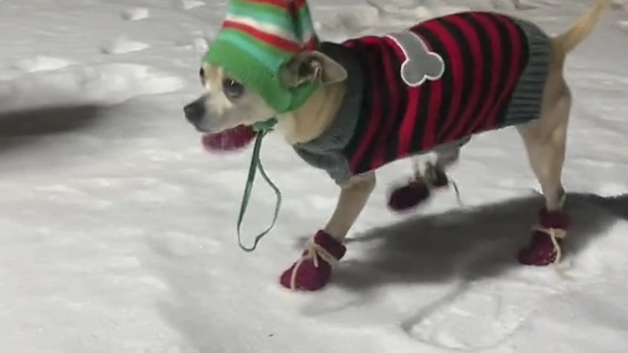 Cute dog funny video
