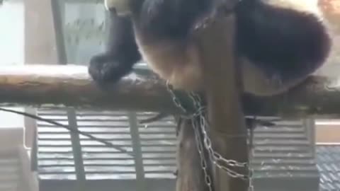 "Laugh Out Loud with Funny Panda Antics!"