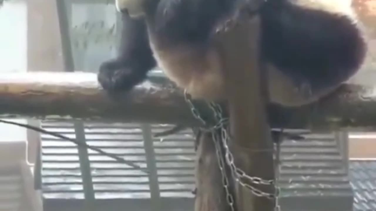 "Laugh Out Loud with Funny Panda Antics!"