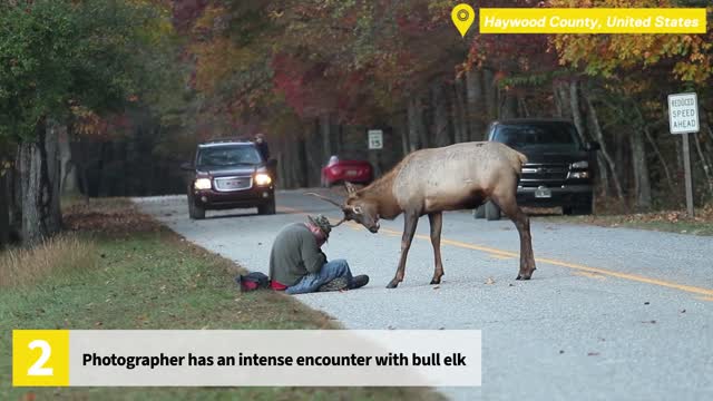 Top 10 Most Intense Wild Animal Encounters