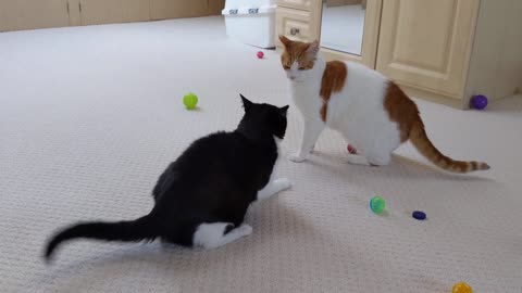 Cat Fight/ Watch Till The End