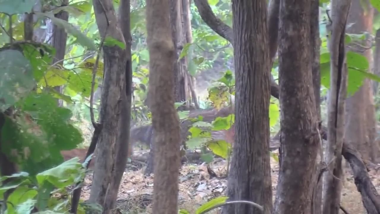 Monkey in forest