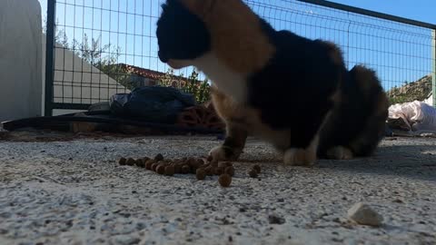 Cute calico cat came to me by meowing and trilling and asked me for food