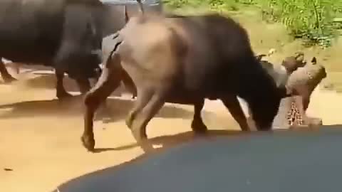 Mother trying to rescue her calf from leopard
