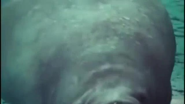 Try not to laugh challenge impossible