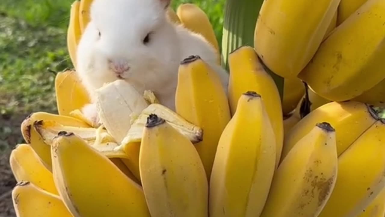 Cute Pet moments || cute rabbit || eating time