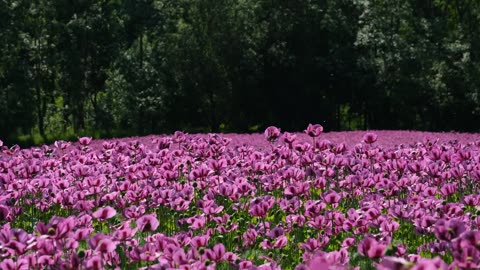 Purple flower field