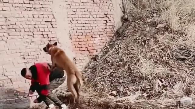 Belgian Shepherd Dog Training: The Best Malinois Dog Jumping and Climbing walls and trees video 2021