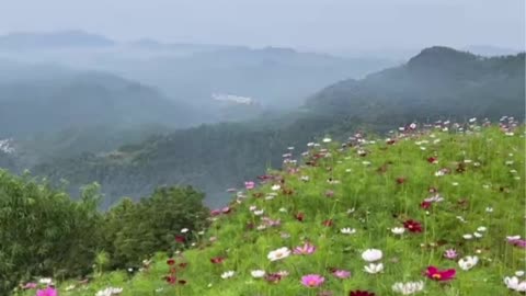 Gesang flower on the top of the mountain