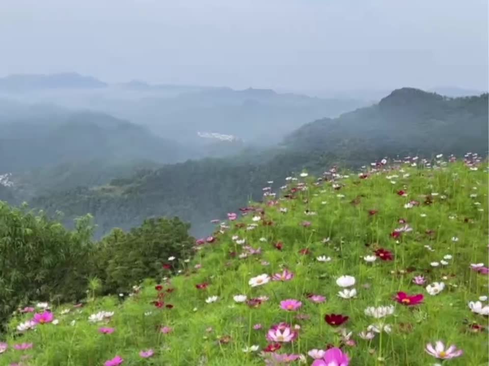 Gesang flower on the top of the mountain