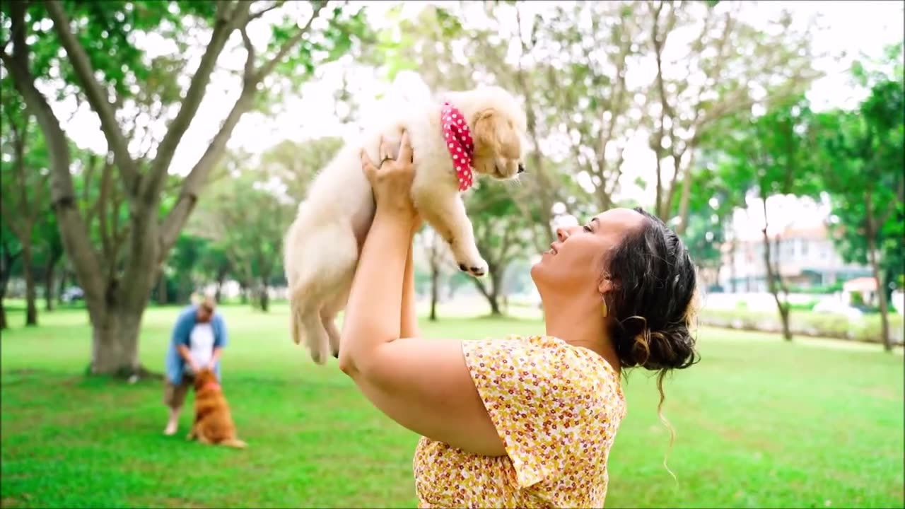 Funny animals - Funny cats / dogs - Funny animal videos