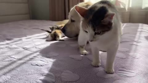 Mom Cat Shows Baby Kittens that Golden Retriever is Safe for Them