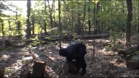 Ninja Training Montage 18 - Creative Forest Training